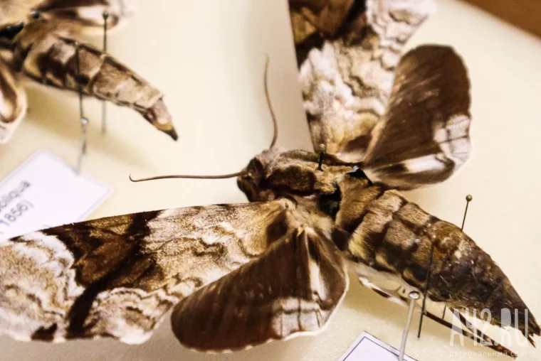 Фото: Полгода жил батраком в Таиланде, ловил бабочек в Перу, спасался от гигантских пиявок во Вьетнаме: как кемеровский энтомолог собрал 250 тысяч насекомых 23