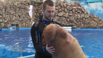 Фото: Тренера Приморского океанариума уволят за избиение моржа Миши, желавшего пообщаться с котиками 1
