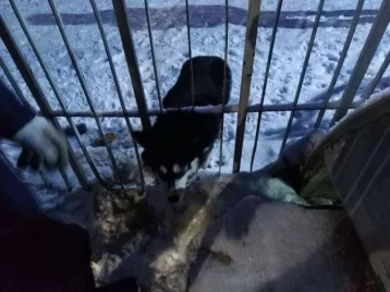 Фото: В Новокузнецке собака застряла в заборе: ей понадобилась помощь спасателей 1