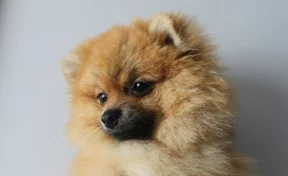 Кемеровчанка купила несуществующего щенка за 10 000 рублей