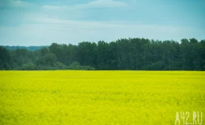 Из Кузбасса в Китай второй раз отгрузили партии рапсового масла