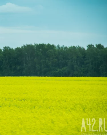 Из Кузбасса в Китай второй раз отгрузили партии рапсового масла