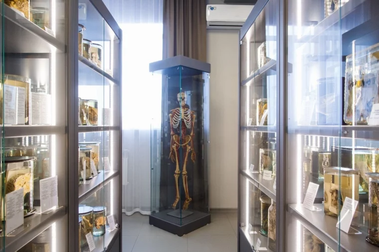 Фото: В Кемеровском государственном медицинском университете открылся обновлённый анатомический музей 5