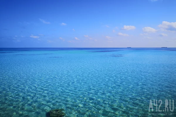 Россиянке потребовалась пересадка кожи после нападения акулы на Мальдивах