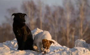 Кинолог Голубев дал своветы, как действовать при встрече со стаей бездомных собак