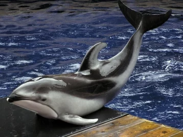Фото: Причиной забастовки итальянских рыбаков стали дельфины-воры 1