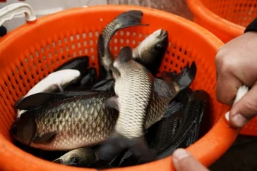 Фото: УК «Кузбассразрезуголь» провела зарыбление верховьев Томи для очистки рек 5