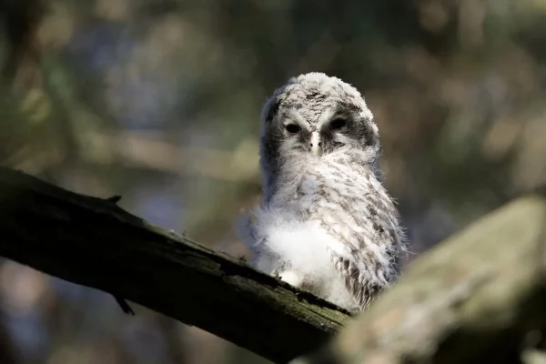 В Кемерове в Рудничном бору установят новые совятники