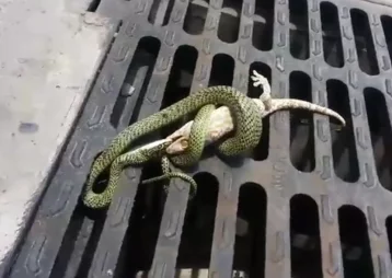 Фото: Смертельная битва геккона и змеи попала на видео 1