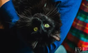 Из Кузбасса за границу с начала года уехали 6 кошек и 7 собак