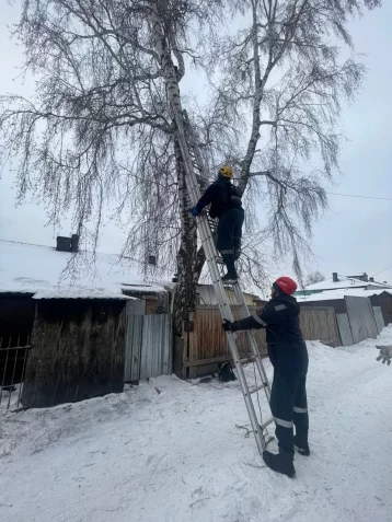 Фото: В Кузбассе кот залез на дерево и не мог спуститься несколько дней: хозяин вызвал службу спасения 1