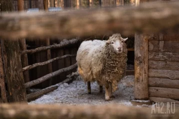 Фото: Носить коралловые бусы и есть овечий сыр: что можно и чего нельзя делать 11 ноября 1