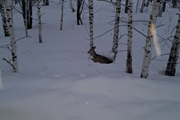 В Кузбассе из леса эвакуировали истощённую косулю, которая не могла идти