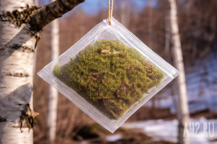 Фото: Мох-биосенсор. Как «зелёный» фасад дома может отслеживать загрязнение воздуха в Кузбассе 2