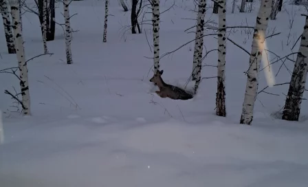 В Кузбассе из леса эвакуировали истощённую косулю, которая не могла идти
