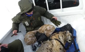 В Приморье поймали двух тигрят, чья мать охотилась на деревенских собак