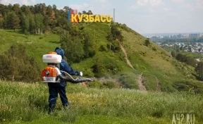 Кузбасс вошёл в тройку российских регионов с самыми активными клещами