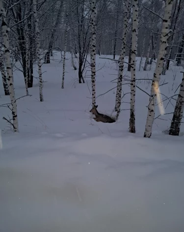 Фото, видео: <a href=https://vk.com/zmeeyad_write?w=wall-200752967_8657>Минлесокомплекса Кузбасса</a> / «ВКонтакте»