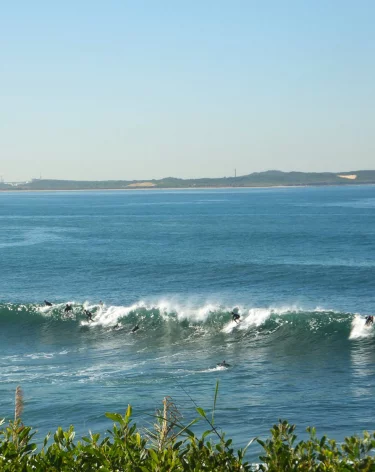 В Сиднее закрыли десятки пляжей после нападения акул на сёрферов