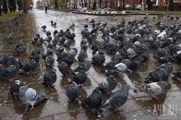 Фото: Двое кузбассовцев похитили более 200 голубей  1