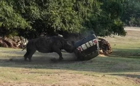 В природном парке в Германии носорог атаковал и перевернул автомобиль смотрителя