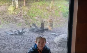 Все смеялись: тигр бросился на ребёнка в зоопарке, пока отец снимал это на видео