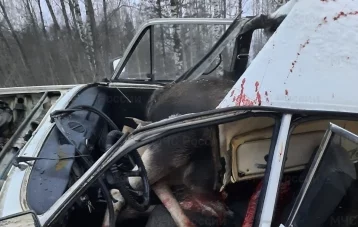 Фото: В Ярославской области лось влетел в салон автомобиля при ДТП  1