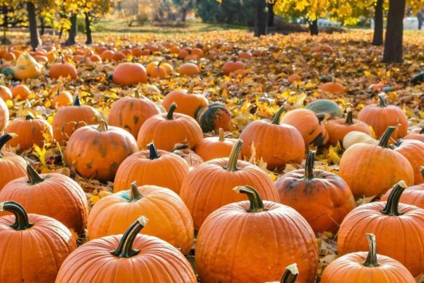 В России по итогам года соберут около 610 тысяч тонн тыквы