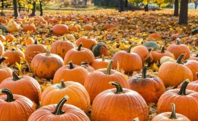 В России по итогам года соберут около 610 тысяч тонн тыквы