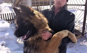 Полиция нашла и вернула кузбассовцу похищенного щенка