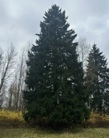 В Московской области выбрали главную новогоднюю ель страны