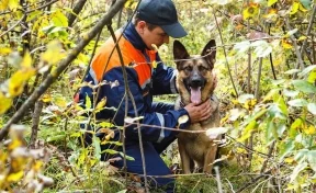 В Кузбассе нашли 2 339 без вести пропавших, поиски 32 продолжаются