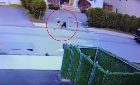 В США нападение питбуля на трёхленего мальчика попало на видео