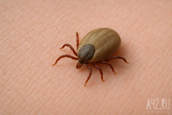 Учёные: клещи в 2026 году будут более агрессивные