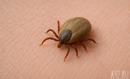 Учёные: клещи в 2026 году будут более агрессивные