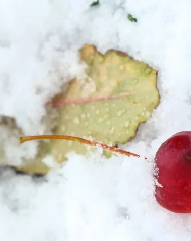 В российском городе пьяная мать выгнала босого 11-летнего ребёнка на мороз