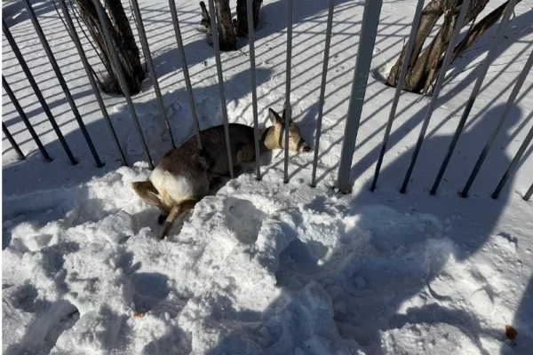 В Кузбассе спасли двух косуль: одна застряла в заборе, вторая поселилась во дворе частного дома
