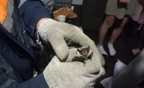Спасатели поймали в квартире испуганных кузбассовцев летучую мышь