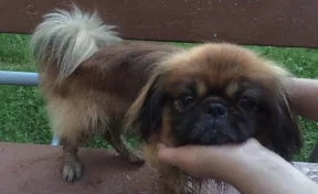 В Кемерове ищут хозяев пса породы пекинес