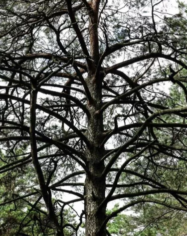 В Кузбассе лесорубов обязали возместить ущерб, причинённый природе
