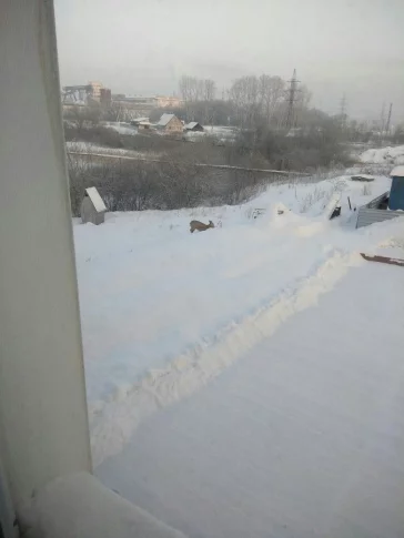Фото: Жители Кемерова заметили оленёнка 2