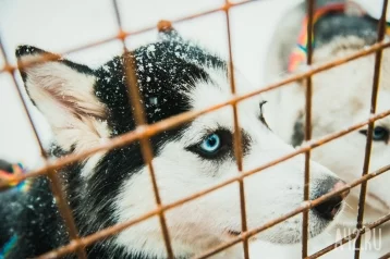 Фото: Суд вынес приговор жителям Иркутской области, убившим чужую собаку черенком лопаты 1