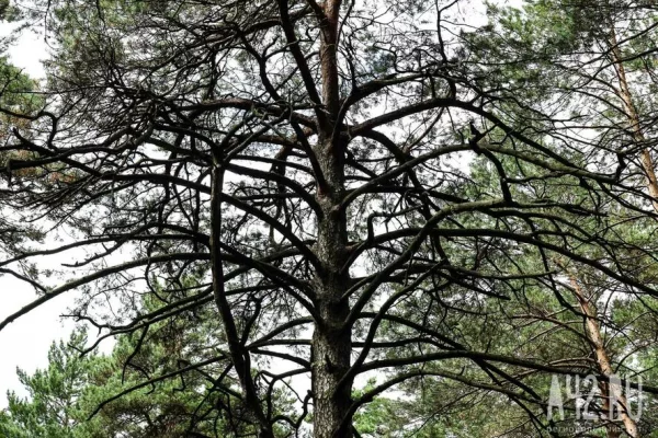 В Кузбассе лесорубов обязали возместить ущерб, причинённый природе