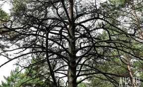 В Кузбассе лесорубов обязали возместить ущерб, причинённый природе