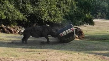 Фото: В природном парке в Германии носорог атаковал и перевернул автомобиль смотрителя 1