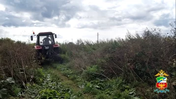 Фото: Полицейские уничтожили три гектара конопли в Кузбассе 1