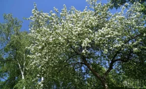 Россиянам объяснили, почему в этом году майские праздники будут такими короткими