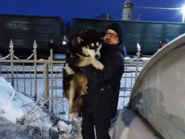 Фото: В Новокузнецке собака застряла в заборе: ей понадобилась помощь спасателей 2