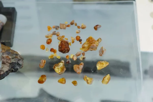 В Кузбассе обнаружили самый древний в России янтарь, ему больше 100 млн лет