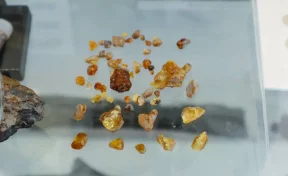 В Кузбассе обнаружили самый древний в России янтарь, ему больше 100 млн лет